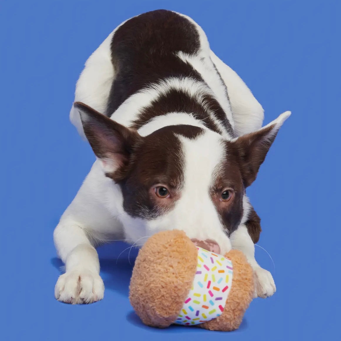 Funfetti Sniffwhich
