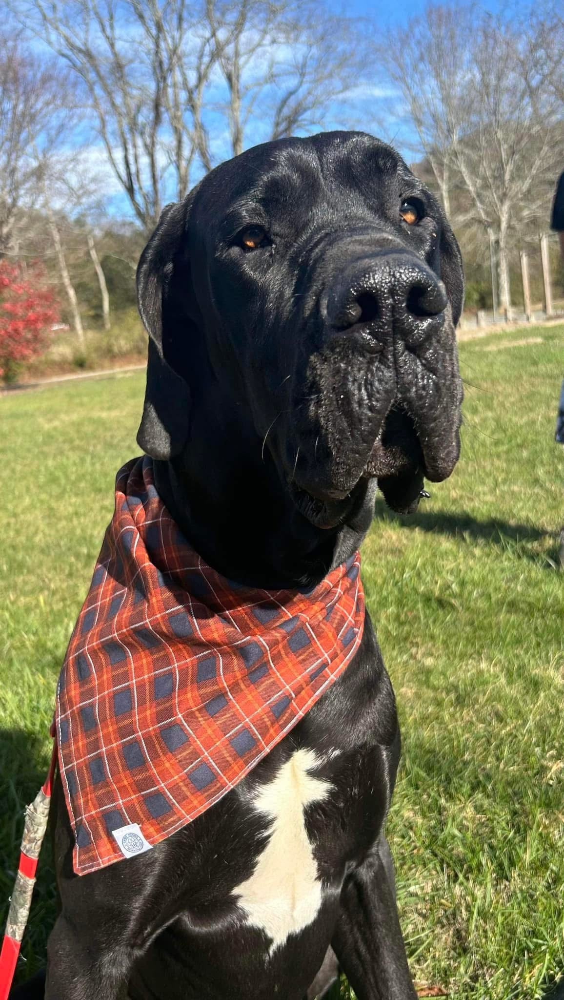 Harvest Plaid- Tie on bandana