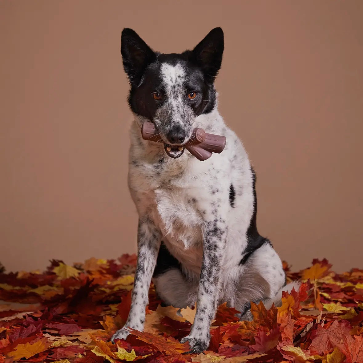Fall Fetch Stick- Super Chewer