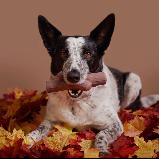 Fall Fetch Stick- Super Chewer