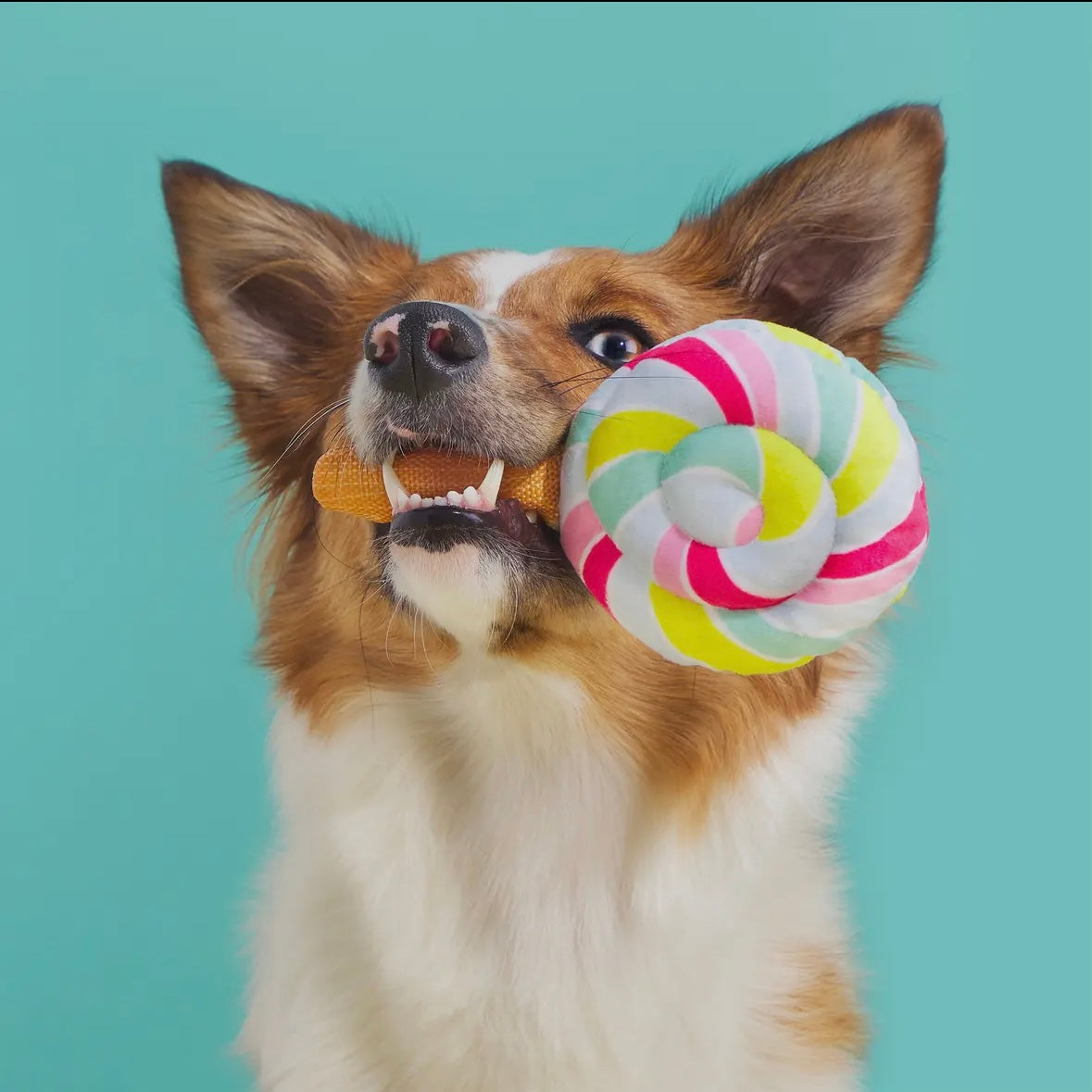 Lolly Palooza