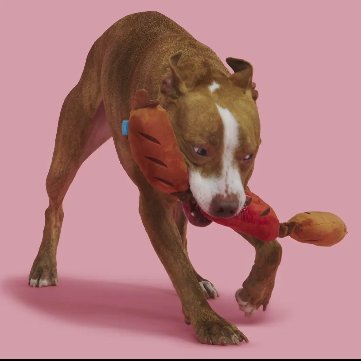 Lickin’ Links!